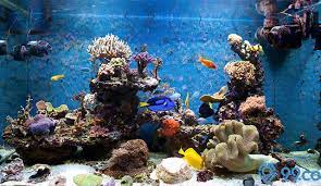 · ikan yellow tang mudah dipelihara di akuarium. 9 Ikan Hias Air Laut Populer Mudah Dirawat Oleh Pemula