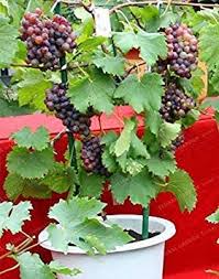 Check spelling or type a new query. Big Sale Miniature Grape Vine Patio Syrah Vitis Vinifera Houseplant 50 Fruit Home Fruit Garden 7 Amazon Co Uk Garden Outdoors