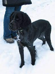 Willey Blue Picardy Spaniel Canine Companions Spaniel Raining Cats And Dogs