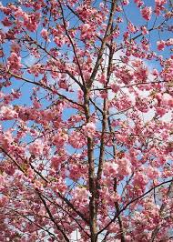 10 Best Trees For Small Gardens Beautiful Small Trees Flowering Cherry Tree Small Gardens Small Trees