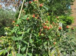 Image result for Vernonia nepetifolia