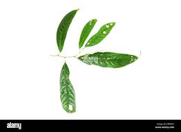 Image result for Achariaceae