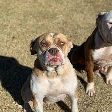 Lynrex American Bulldogs