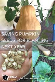 How To Save Pumpkin Seeds For Planting Next Year Planting Pumpkin Seeds Planting Pumpkins Cleaning Pumpkin Seeds
