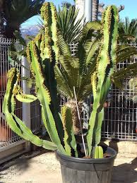 Image result for Euphorbia candelabrum