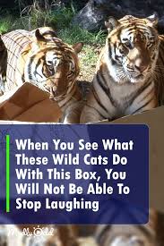 If You Own A Cat You Probably Know About Their Unusual Infatuation With Boxes As They Wonder What S Insi Wild Cats Animal Rescue Stories Funny Animal Pictures