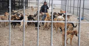 haytap tan gecici hayvan barinagi na tam not