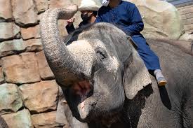 中国の探査機 火星着陸に初めて成功 旧ソビエトと米に次ぎ 5月15日 12時07分 new. ã‚¢ãƒ‹ãƒžãƒ«ãƒ¯ãƒ³ãƒ€ãƒ¼ãƒªã‚¾ã‚¦ãƒˆ å¸‚åŽŸãžã†ã®å›½ãŒã¾ã™ã¾ã™é­…åŠ›çš„ã« é–¢æ±ã®ãŠå‡ºã‹ã'æƒ…å ±ãªã‚‰ã‚ªã‚½ãƒˆã‚¤ã‚³