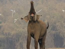 Image result for chased by an elephant images