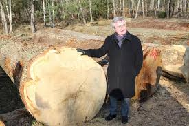 Trouvez grumes bois de chauffage sur 2ememain ✅ avantageux pour tout le monde. La Vente De Bois D Exception Au Parc A Grumes De Wellin Defrise La Confederation Belge Du Bois Le Soir Plus