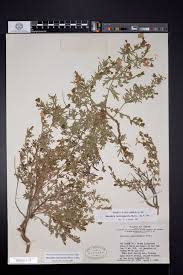 Image result for Menodora heterophylla
