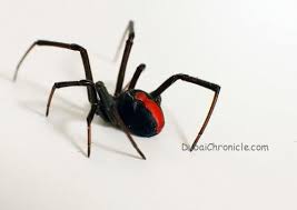 The bite results in swelling and pain at the bite site. Redback Spiders Important Questions Answered
