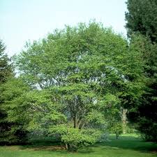 Image result for Amelanchier laevis