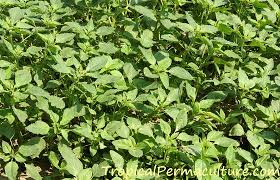 As they sprout, thin the plants out to a spacing of 10 to 18 inches. Growing Amaranth Plants Grain And Leaves As Food