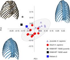 The rib cage is a primarily protective structure, encircling the heart and lungs. Rib Cage Anatomy In Homo Erectus Suggests A Recent Evolutionary Origin Of Modern Human Body Shape Nature Ecology Evolution