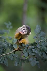 Squirrel Monkey Animal Facts And Information Squirrel Monkey Pet Monkey Animal Facts