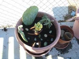 In it you mentioned you use. How To Make A Cactus Container Garden 4 Steps Instructables