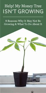 If the plant begins to yellow or wither, it needs more light. 8 Reasons Why Your Money Tree May Not Be Growing The Healthy Houseplant