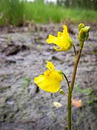 Image result for Utricularia baoulensis