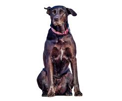 (except swiss cattle dogs)> dog grazing. Majorca Shepherd Dog All About This Breed Dogsplanet Com