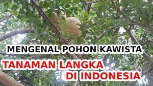 Maybe you would like to learn more about one of these? Mengenal Pohon Kawista Tanaman Langka Di Indonesia Youtube