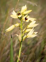 Image result for Eragrostis welwitschii