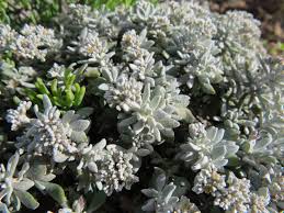 Image result for Polycarpaea