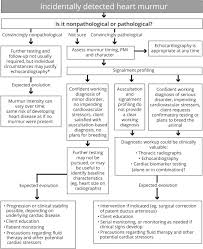 management of incidentally detected heart murmurs in dogs