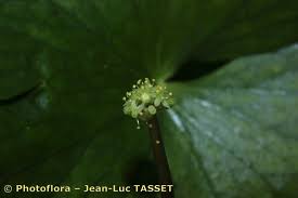Image result for Hydrocotyle ranunculoides