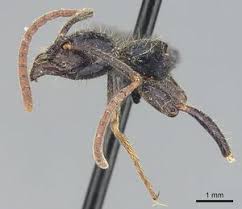 Image result for Gnidia chapmanii