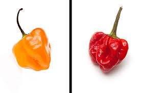 If you fail, then bless your heart. Only Spicy Food Fans Can Handle This Hot Pepper Quiz