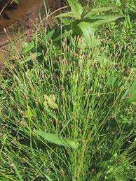 Image result for Eleocharis naumanniana