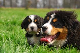 Laat een opgroeiende berner sennenhond nooit trappen lopen of zich op een andere manier te zwaar belasten. Berner Sennen Pups Klein Alpenhof