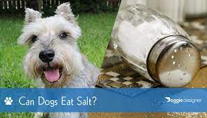 Can Dogs Eat Salt The Surprising Answer Hepper