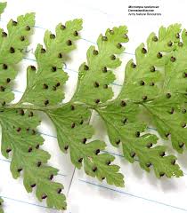 Image result for Microlepia speluncae