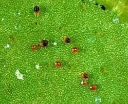 Image result for red mite