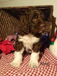 What are some good names for a german shorthaired pointer? German Shorthaired Pointer Poodle Standard Mix Puppy For Sale In Sugarcreek Oh Adn 57 German Shorthaired Pointer Dog German Shorthaired Pointer Pointer Dog