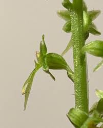 Image result for Nesaea cordata