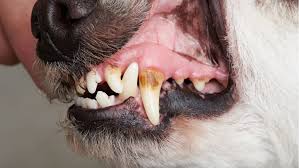 Why are dog chews good for your teeth? How Many Teeth Do Dogs Have Petplace