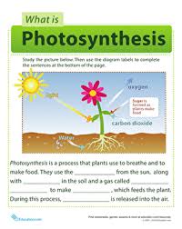 Stock Photos Free Photosynthesis Worksheet Middle School