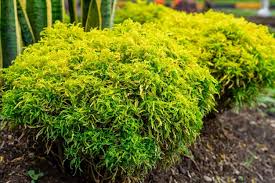 Image result for Polyscias fruticosa