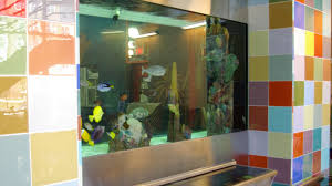 For aquarium maintenance enquiries please email: Blue Planet Aquarium Custom Aquarium Aquarium Service Company Cutting Edge Aquariums And Services