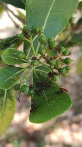 Image result for Pittosporum abyssinicum