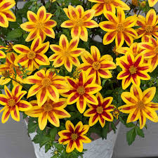 Image result for Bidens setigera