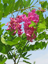 The flowers can grow to 3 inches wide. Hd Wallpaper Pink Acacia Flowers Pink Flower Green Leaves Plant Beauty Wallpaper Flare