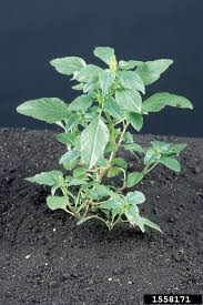 Image result for Amaranthus hybridus