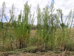 Image result for Erigeron sumatrensis