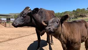 Other cities with shelters around new york. Joaquin Phoenix Celebrating Liberty S First Mother S Day Farm Sanctuary