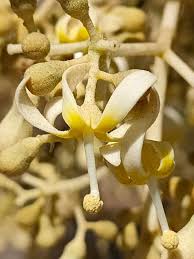 Image result for Firmiana