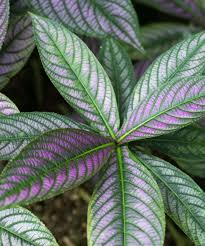 Image result for Strobilanthes